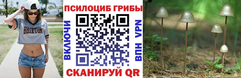Купить где  Славянск-на-Кубани  Псилоцибиновые грибы Psilocybine cubensis 